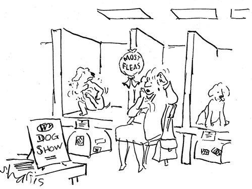 'Dog Show' - 'Most fleas'