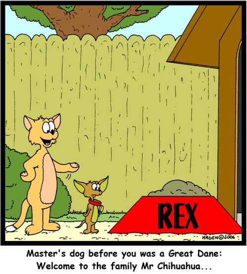 'Master's dog before you was a Great Dane: Welcome to the family Mr Chihuahua...'