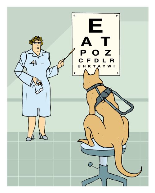 Guide dog with eyesight proplem.
