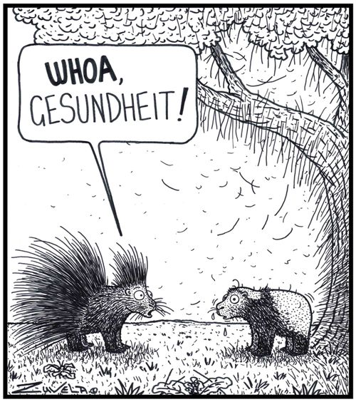 Porcupine: 'WHOA,Gesundheit!' A Porcupine has sneezed out all of his quillsspines into a tree and on the ground