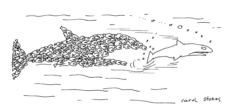 Shoal of Fish following Shark