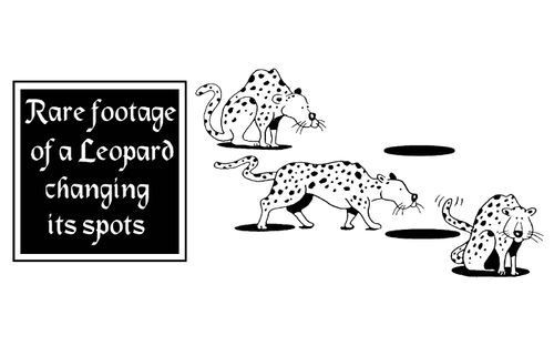 Rare footage of a leopard changing its spots.