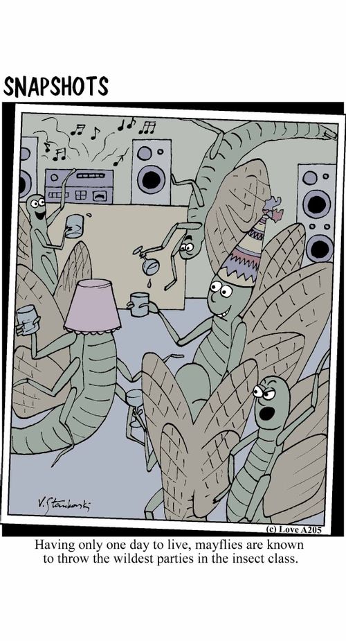 Having only one day to live, mayflies are known to throw the wildest parties in the insect class.