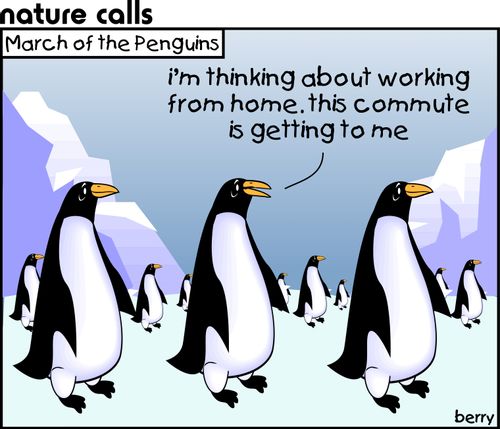March of the penguins.