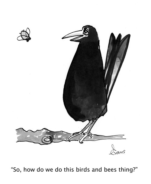 'So, how do we do this birds and bees thing?'