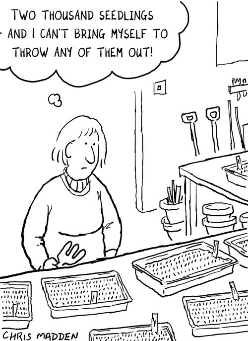 'Two thousand seedlings - and I can't bring myself to throw any of them out.'