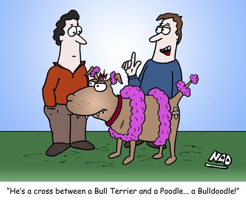 'He's a cross between a Bull Terrier and a Poodle. . . a Bulldoodle.'
