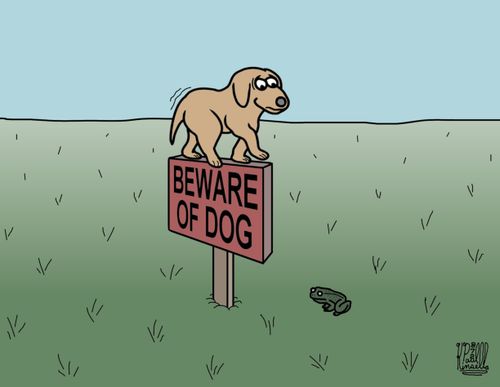 Dog scared of a toad jumps onto a 'Beware the Dog' sign.