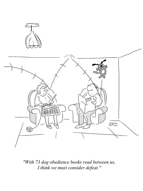 'With 73 dog obedience books read between us, I think we must consider defeat.'