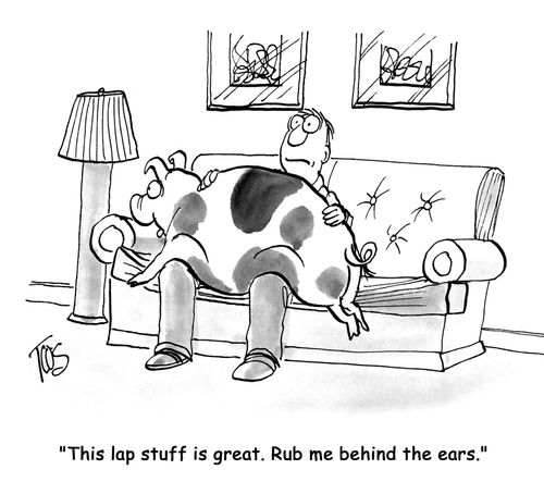 'This lap stuff is great. Rub me behind the ears.'