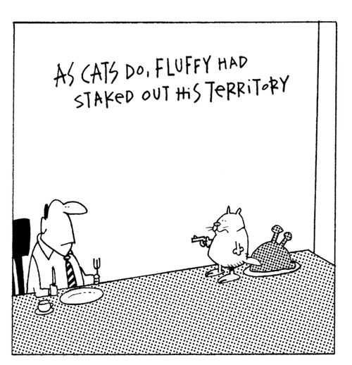 Fluffy stakes out his territory