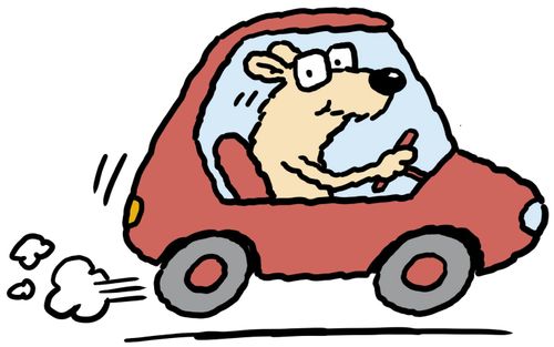 A dog driving a car