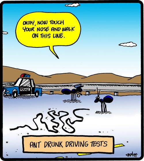 Ant drunk driving tests: 'Okay, now touch your nose and walk on this line.'