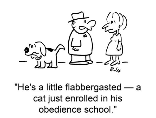 'He's a little flabbergasted -- a cat just enrolled in his obedience school.'