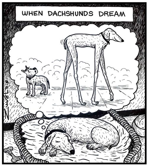 When Dachshunds dream.