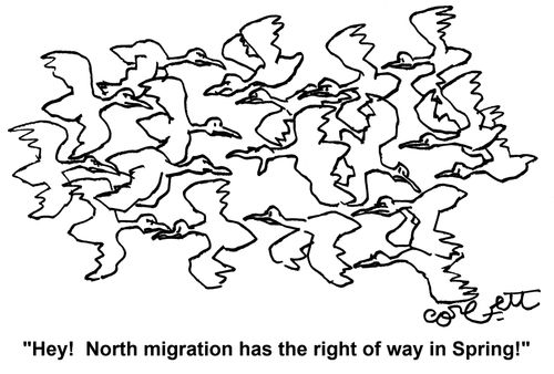 'Hey! North migration has the right of way in Spring!'
