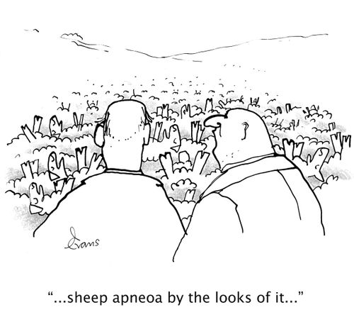 '...sheep apneoa by the looks of it...'