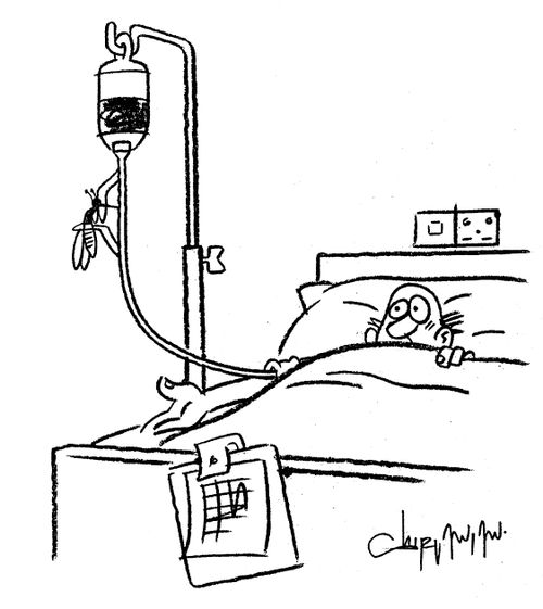Mosquito feeding from a blood transfusion bag.