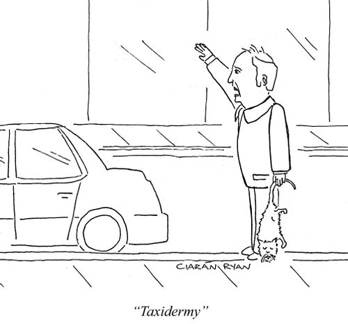'Taxidermy'