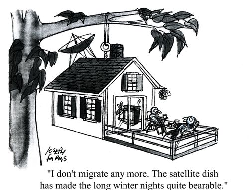 'I don't migrate any more. The satellite dish has made the long winter nights quite bearable.'