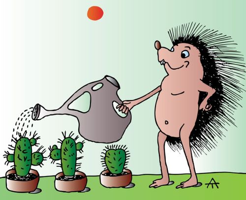Hedgehog Waters Cacti.