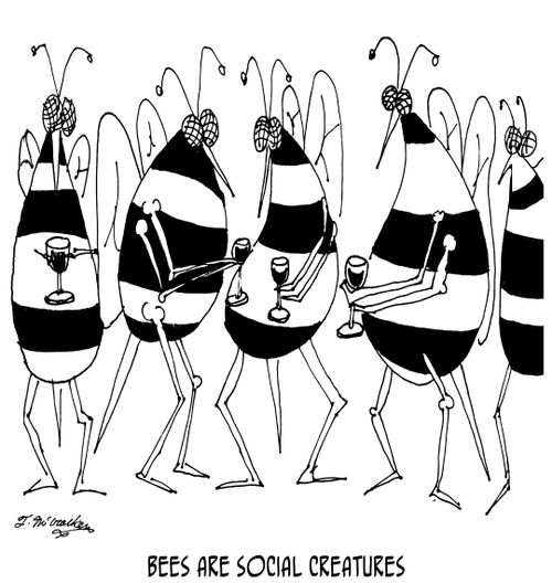 Bees Are Social Creatures.