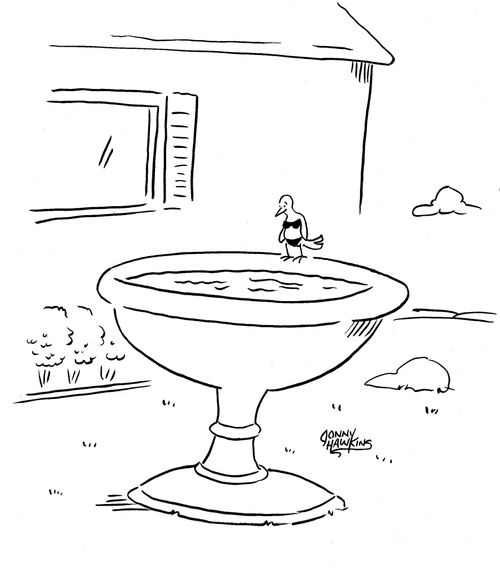 Bird at edge of birdbath in a bikini.