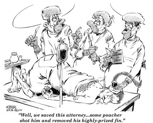 'Well, we saved this attorney...some poacher shot him and removed his highly-prized fin.'