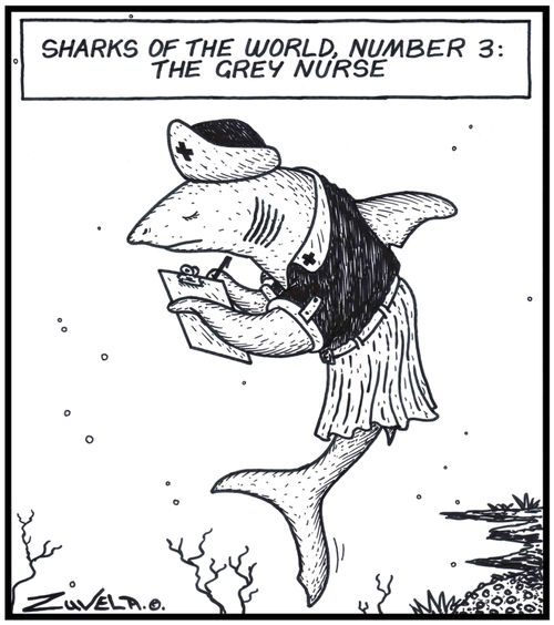 Sharks of the World,number 3: The Grey Nurse - A Grey Nurse Shark wearing a Nurse's uniform.