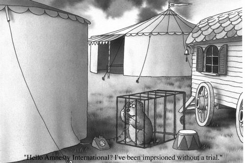 Circus bear in cage "Hello Amnesty International? I've been imprisoned  without a trial."