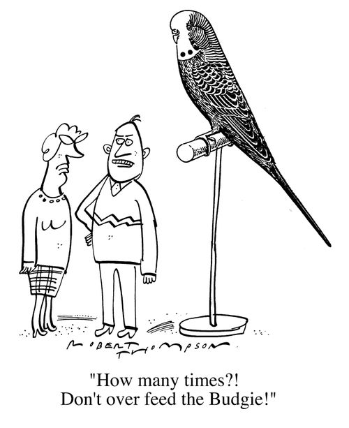 "How many times?!? Don't over feed the budgie"