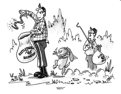 Rattlesnake roundup.