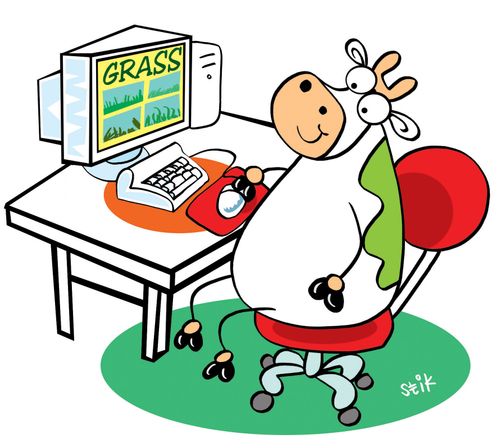Cow surfing for some turf.