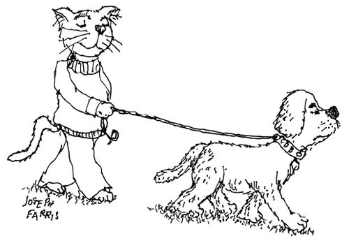 Cat walking dog.
