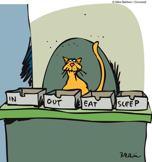 Cat Desk Organizers: In, Out, Eat, Sleep.