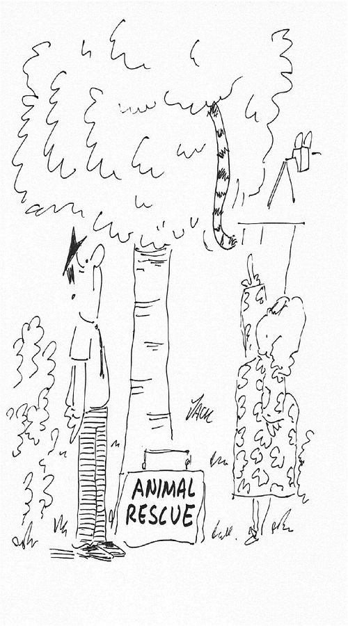 Cat in Tree.