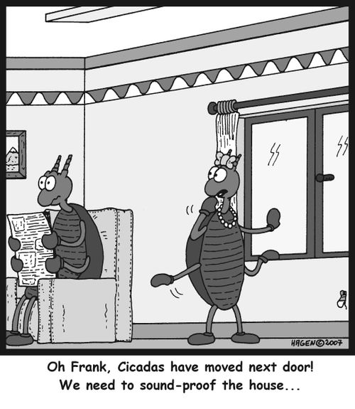 Oh Frank, Cicadas have moved next door! We need to sound-proof the house...