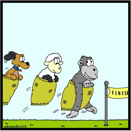 Gorilla cheating in the sack race.