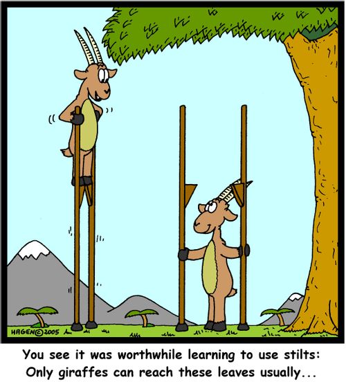 'You see it was worthwhile learning to use stilts: Only giraffes can reach these leaves usually...'