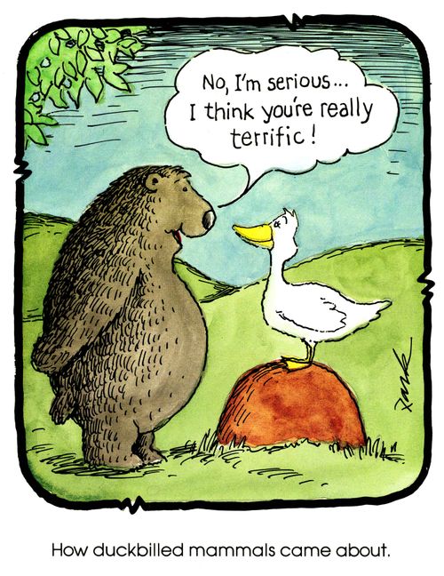 How duckbilled mammals came about.