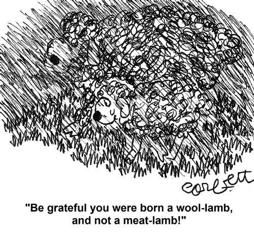 'Be grateful you were born a wool-lamb, and not a meat-lamb!'
