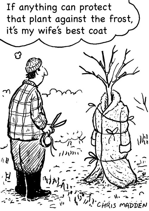 'If anything can protect that plant from the frost it's my wife's best coat'