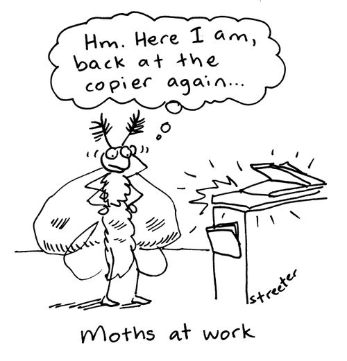 Moths at work