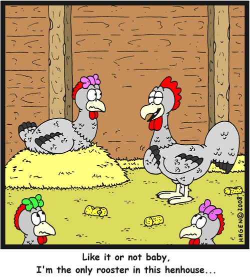'Like it or not baby, I'm the only rooster in this henhouse...'