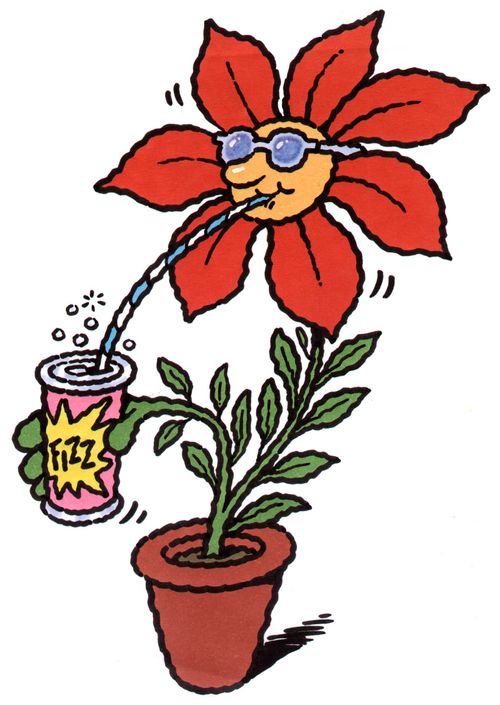 Flower drinking cola.