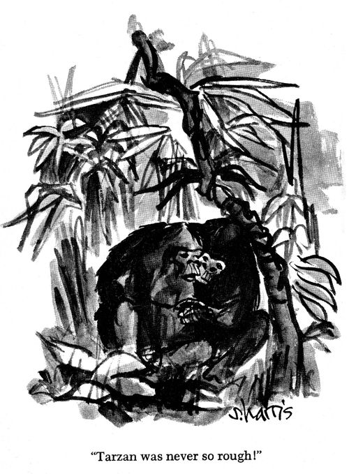 Gorillas in the jungle.