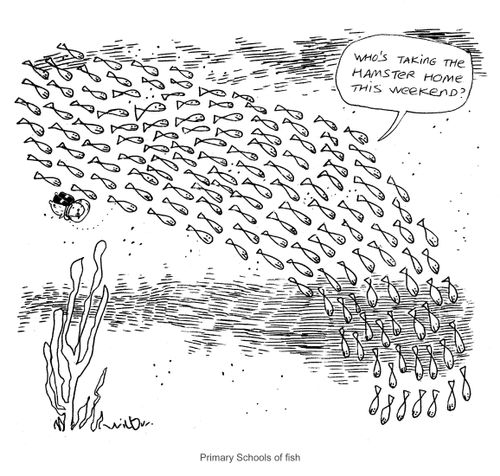 'Who's taking the hamster home this weekend?' - Primary Schools of Fish.
