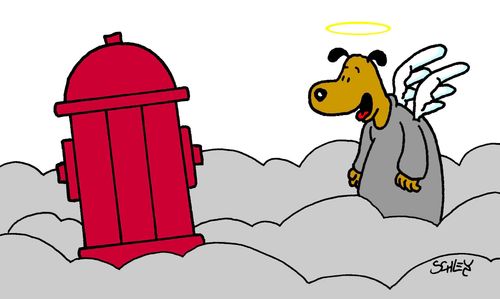 Dog's Paradise