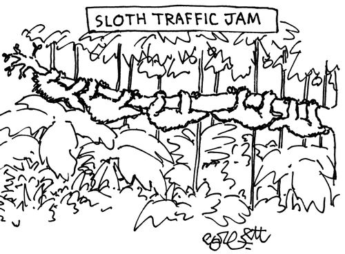 Sloth traffic jam.