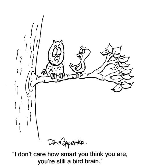 'I don't care how smart you think you are, you're still a bird brain.'